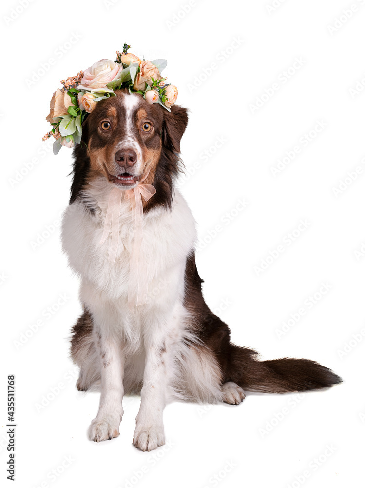 Young Austalian sheepdog with a crown of flowers on his head