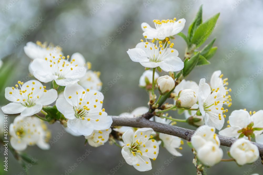Obraz premium Spring flowering fruit trees close up, defocusing background