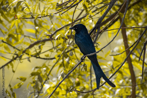 Drongo bird perched on a tree © Praveen