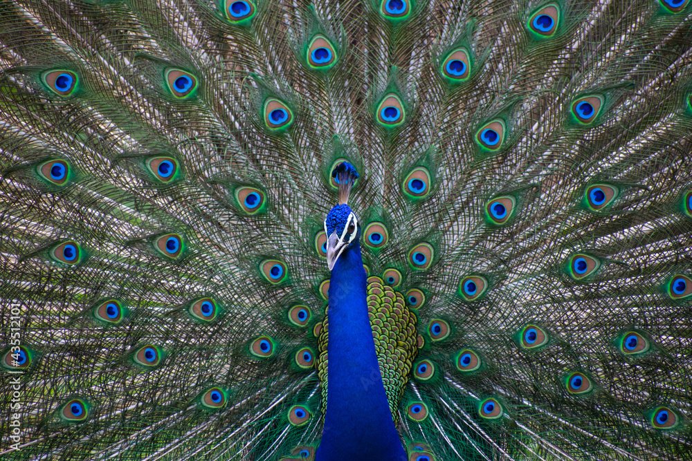 Obraz premium Beautiful feathers of a dancing Peacock