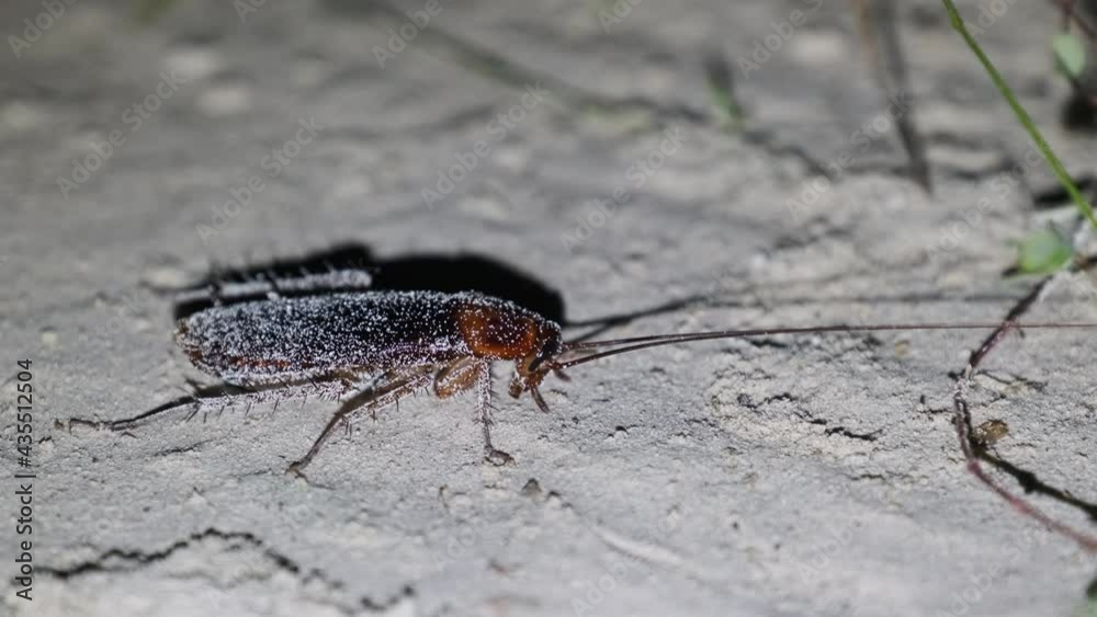 African big cockroach with long antennae crawling along the sand at night. Closeup. Real wild