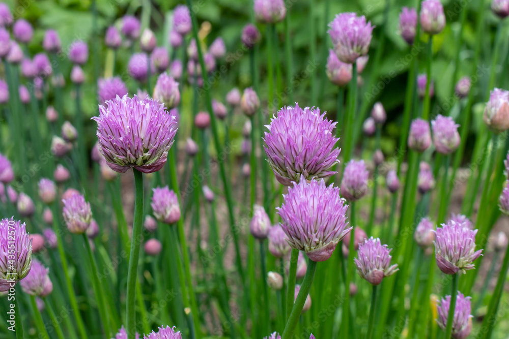 Chives, scientific name Allium schoenoprasum Chives, scientific name Allium schoenoprasum