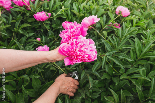 Fototapeta Naklejka Na Ścianę i Meble -  Elderly woman's hands cut lush pink peonies with garden pruners for bouquet