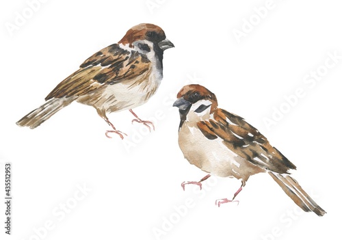 Watercolor sparrow birds on a white background. Watercolour illustration.