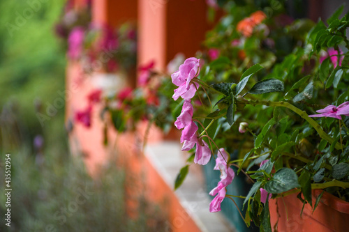 flowers in the garden