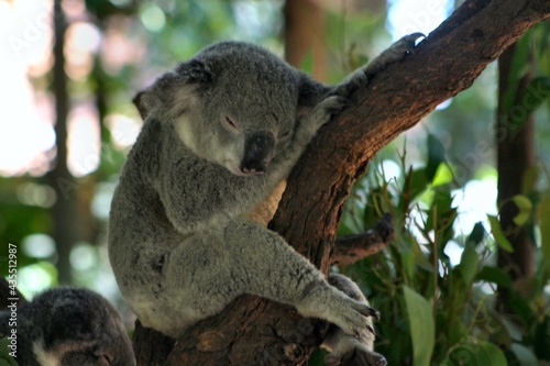 Fototapeta Naklejka Na Ścianę i Meble -  Koala Sleeping 02