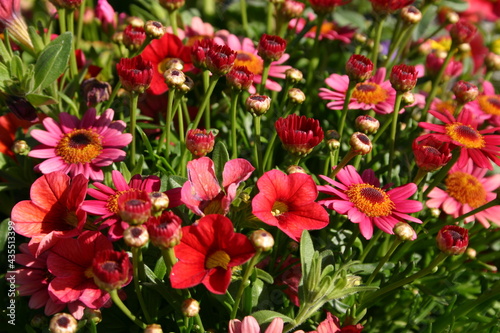 Flowers in field 05