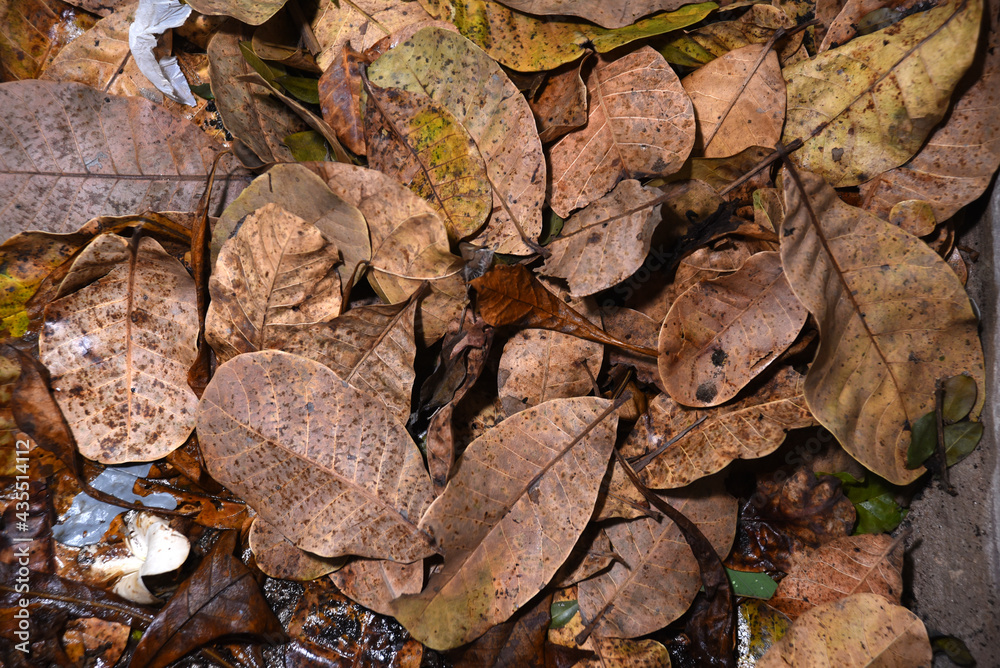 dry leaves fallen on the ground ideal image for texture background dry leaves fallen on the ground ideal image for texture background