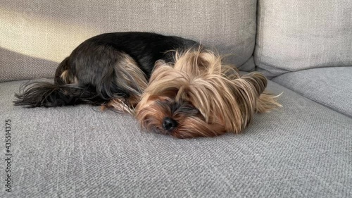 Yorkshire terrir dog laying on the couch photo