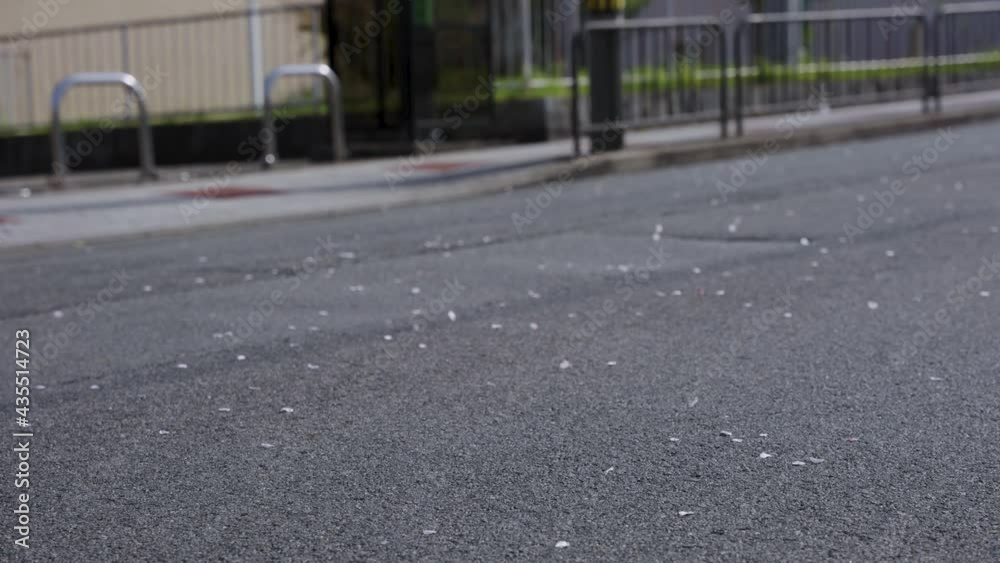 custom made wallpaper toronto digitalSakura petals blowing over road in Japanese Spring