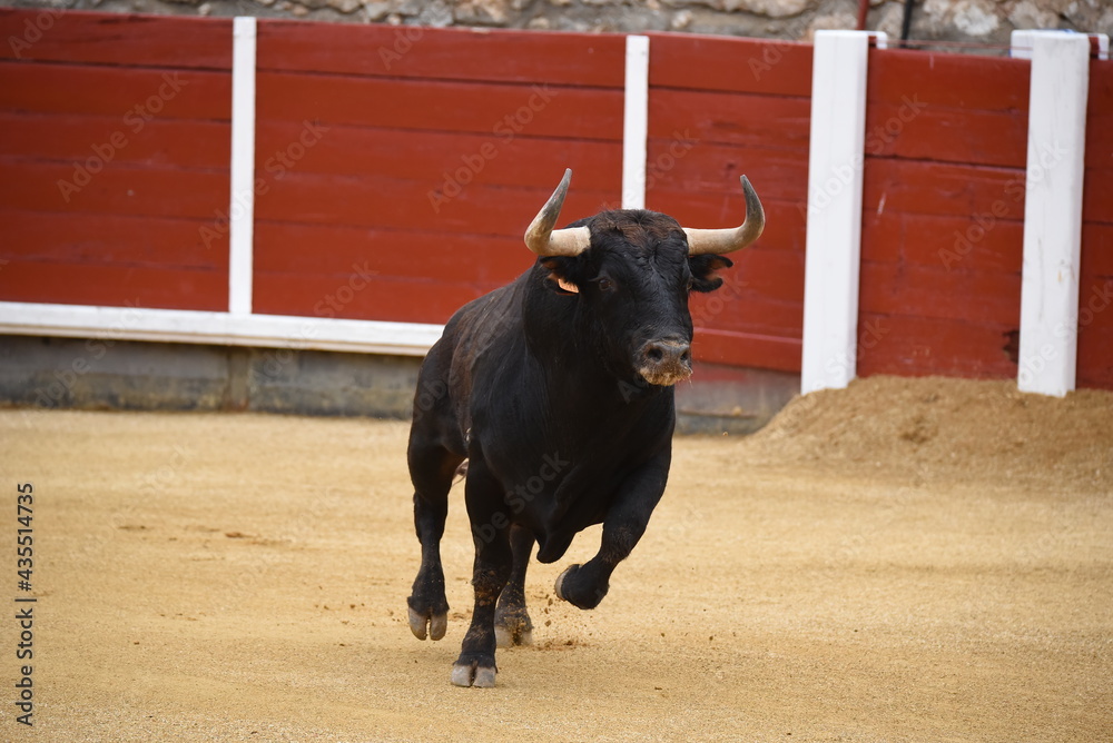 toro en plaza de toros toro en plaza de toros