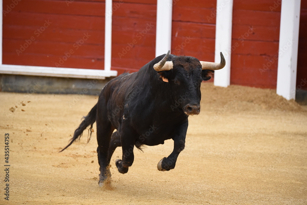 toro en plaza de toros