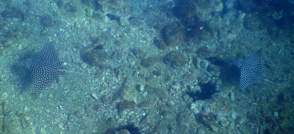 Costa Rica Pacific sea life Costa Rica Pacific sea life