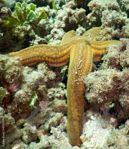 Costa Rica Pacific sea life