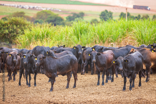 Angus cattle herd at feed lot in Brazil's coutryside. Agribusiness photography © Paulo Nabas