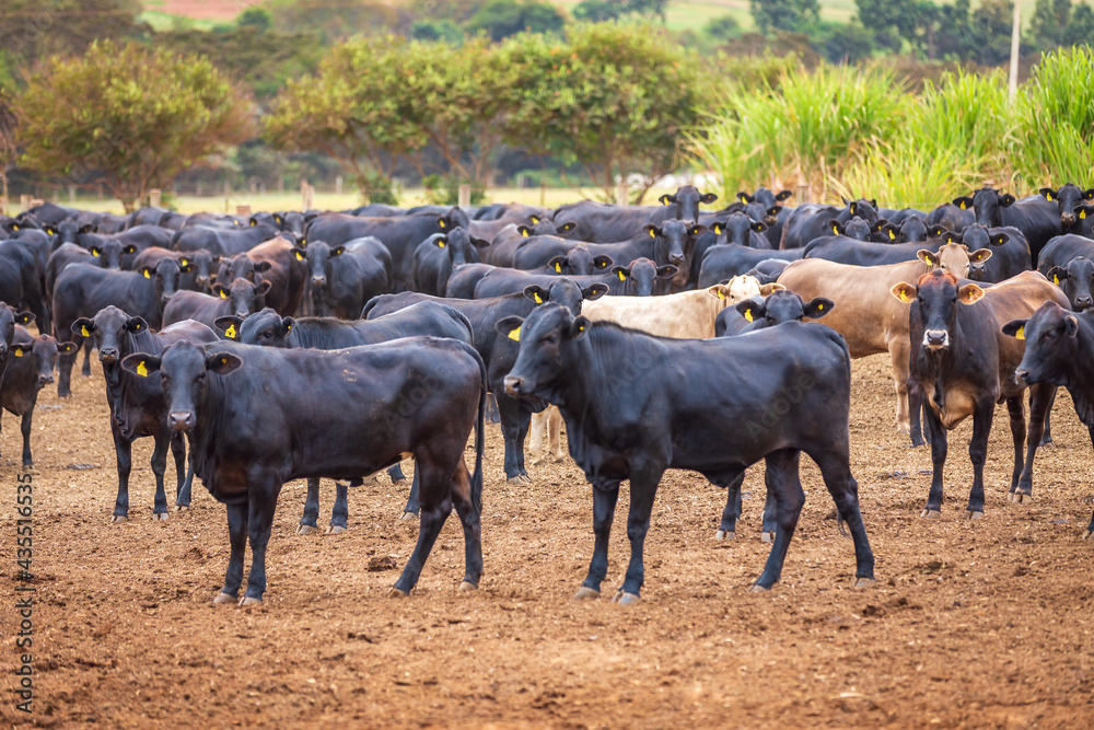 Angus cattle herd at feed lot in Brazil's coutryside. Agribusiness photography