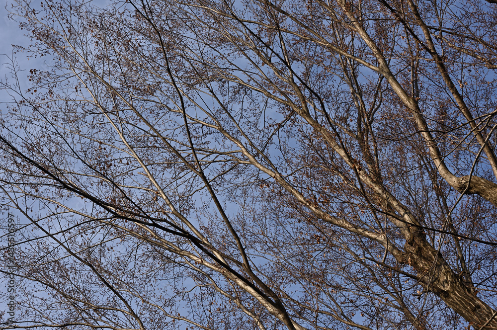 At Inokashira Park in Tokyo, Japan. Withered branches of a zelkova tree in winter. At Inokashira Park in Tokyo, Japan. Withered branches of a zelkova tree in winter.