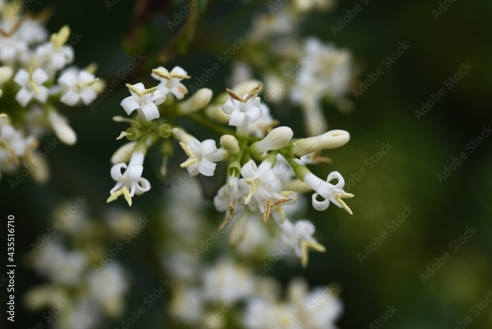 Japanese privet blossoms. Oleaceae evergreen tree. Japanese privet blossoms. Oleaceae evergreen tree.