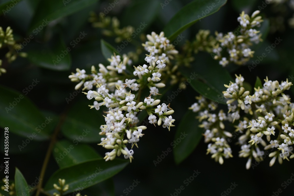 Japanese privet blossoms. Oleaceae evergreen tree. Japanese privet blossoms. Oleaceae evergreen tree.