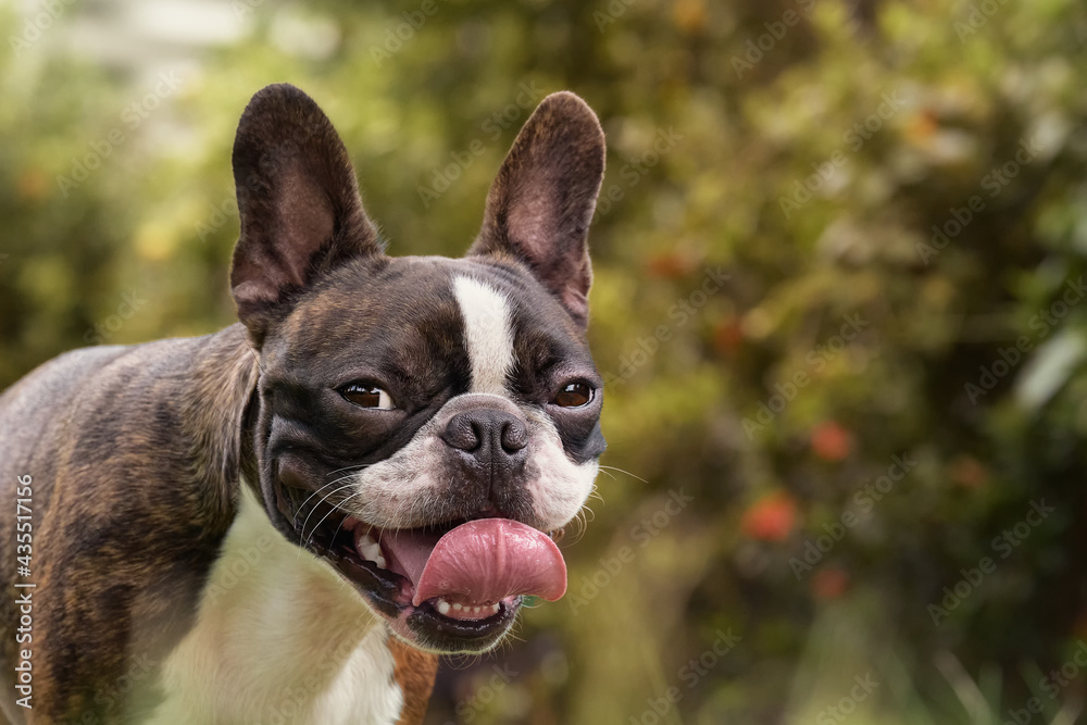 Beautiful purebred Boston Terrier posing in garden portrait copyspace