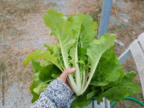 fresh lettuce in a basket