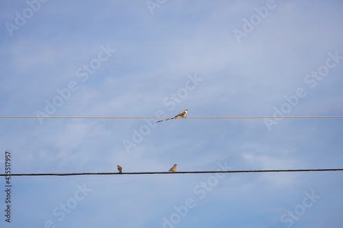 Scissor-tailed Flycatcher sitting on a wire
 photo