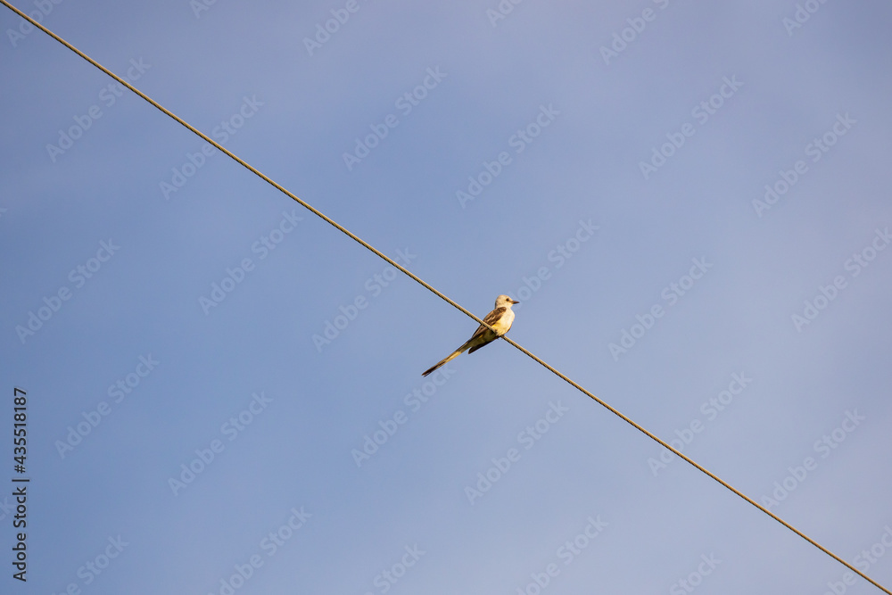 Scissor-tailed Flycatcher sitting on a wire
Scissor-tailed Flycatcher sitting on a wire