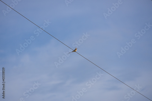 Scissor-tailed Flycatcher sitting on a wire 
