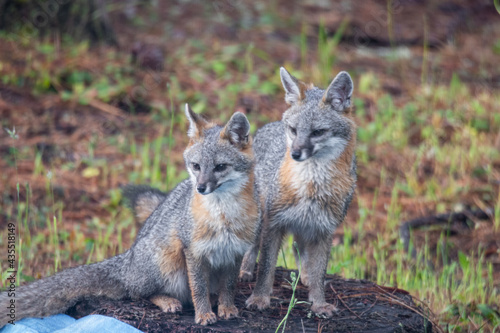 Grey Foxes on stump