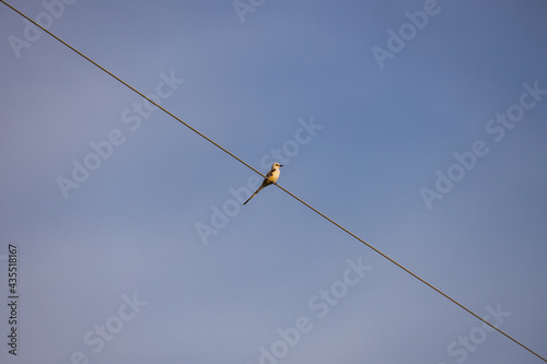 Scissor-tailed Flycatcher sitting on a wire 