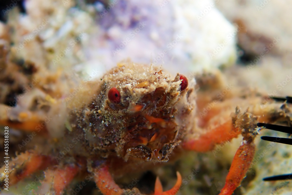 Spiny Majoid Spider Crab (juvenile) - Herbstia condyliata