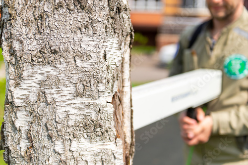 Checking wood for rotten areas. A special device for analyzing the tree for its health. The inspector checks the birch for accidents.