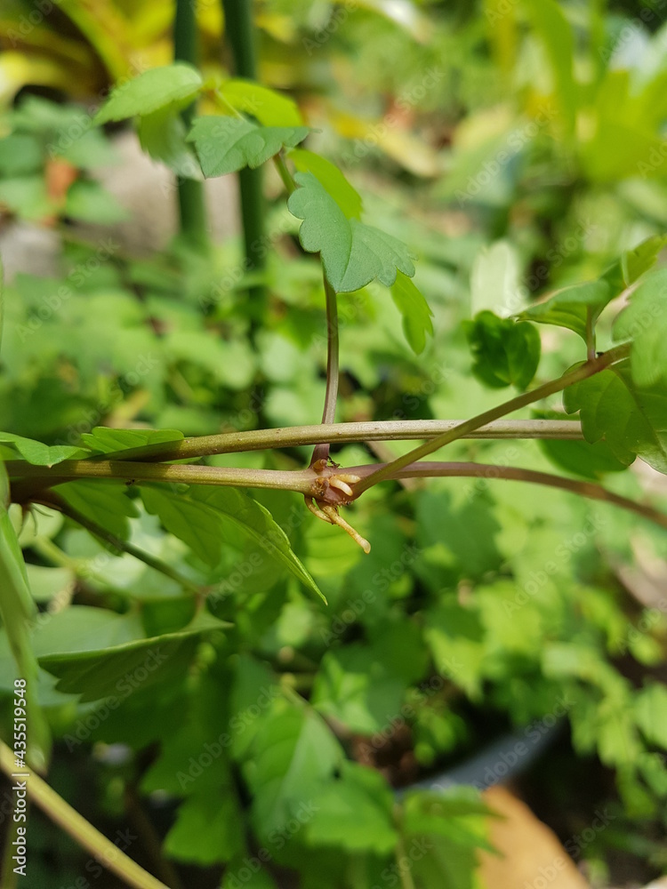 Obraz premium root climber