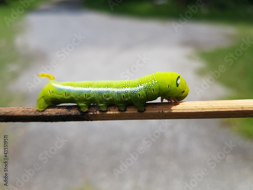 caterpillar on leaf
