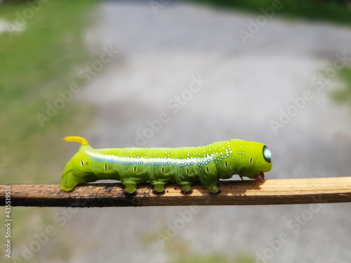 caterpillar on a leaf photo