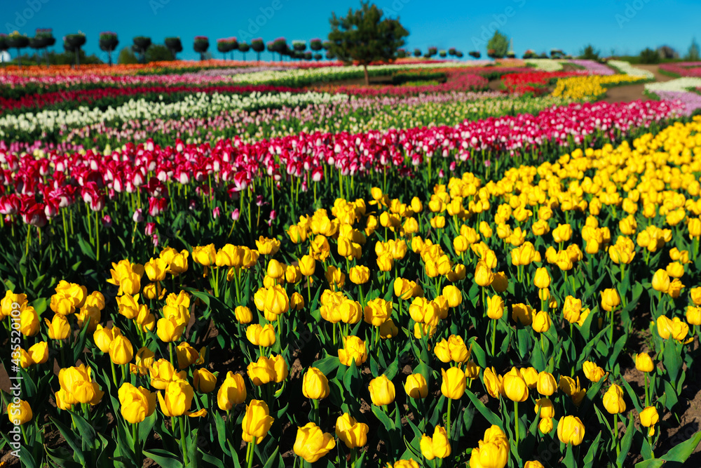 Beautiful view of field with blossoming tulips on sunny day