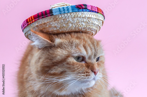 Cat in a sombrero hat. photo