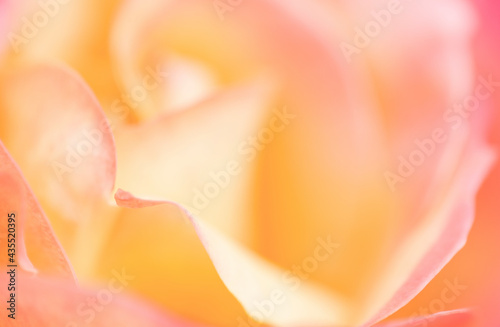 Closeup of beautiful, dreamy soft focus of pastel yellow rose in summer
 photo