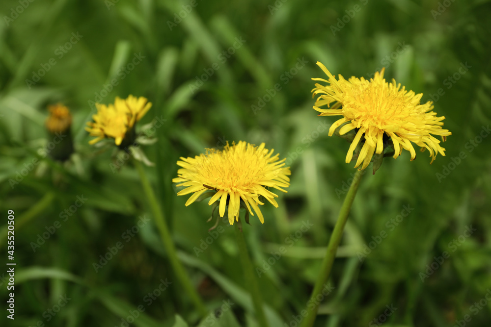 Beautiful yellow dandelion flowers growing outdoors, closeup Beautiful yellow dandelion flowers growing outdoors, closeup