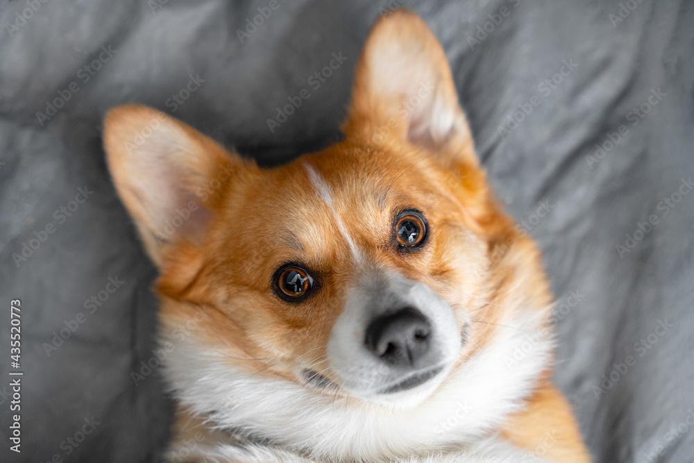 Portrait of lovely smiling Welsh corgi Pembroke or Cardigan dog obediently lying on gray sheet at home and looking ahead, top view, copy space for advertising. Portrait of lovely smiling Welsh corgi Pembroke or Cardigan dog obediently lying on gray sheet at home and looking ahead, top view, copy space for advertising.