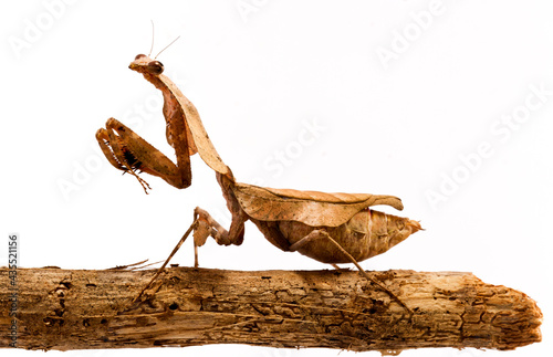 Deroplatys lobata dead leaf mantis on white background