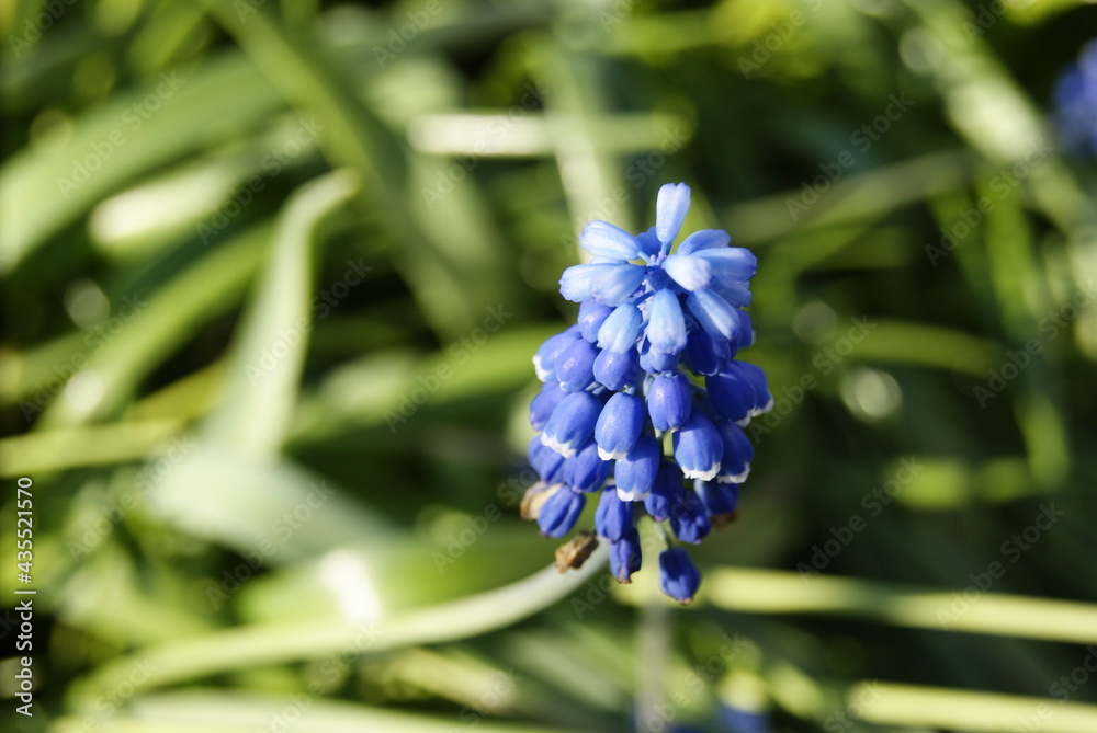 Blue spring blossoming flower on green grass Blue spring blossoming flower on green grass