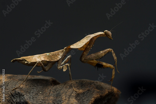 Deroplatys lobata dead leaf mantis on black background