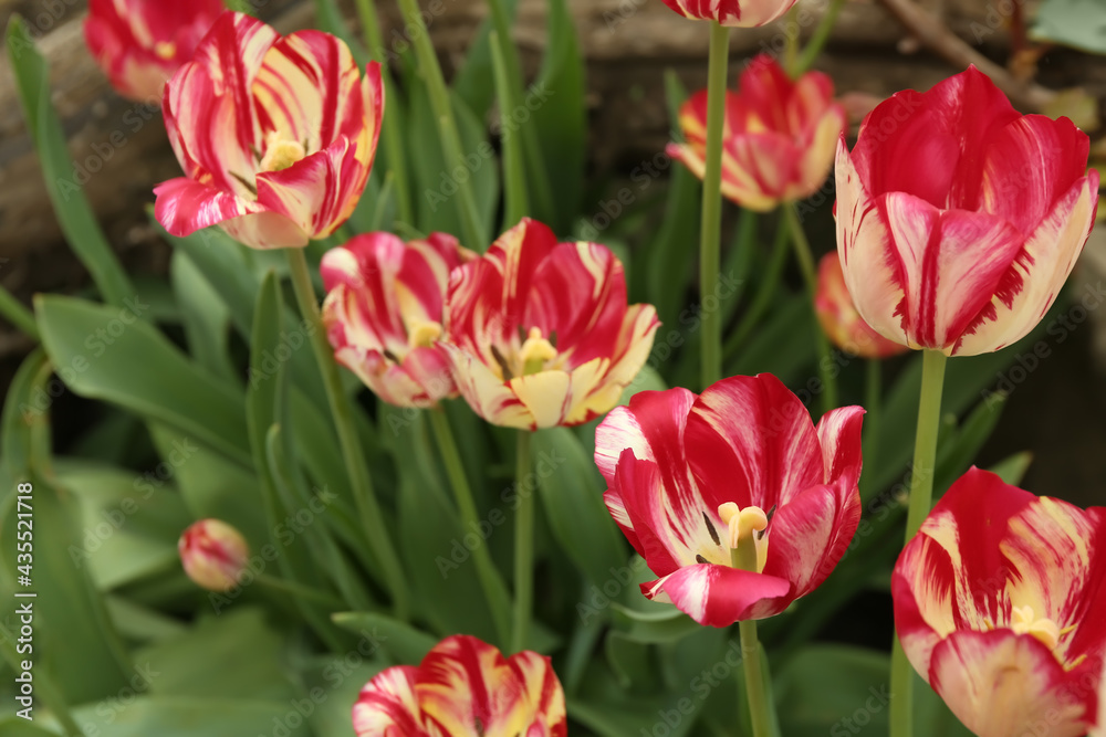 Beautiful blooming tulips outdoors on spring day Beautiful blooming tulips outdoors on spring day