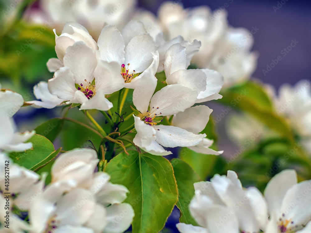The apple tree is blossomed. Close-up. The apple tree is blossomed. Close-up.