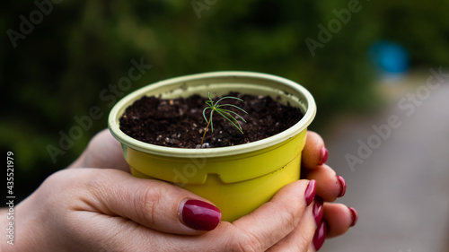 Close-up of woman's hands with coniferous sprout. The woman is holding a pot with a small tree