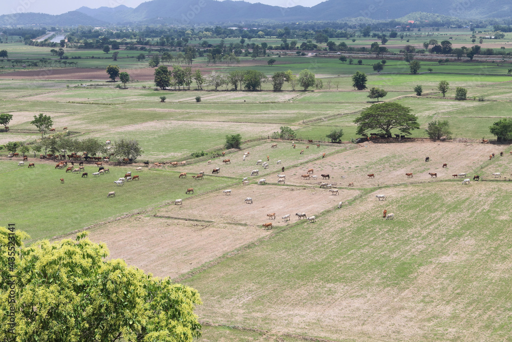 Fototapeta premium Cows eat grass in the fields in the fields. Aerial view from above, picture from above Grassland and green grass Bird's-eye view Concept of farming and agriculture.