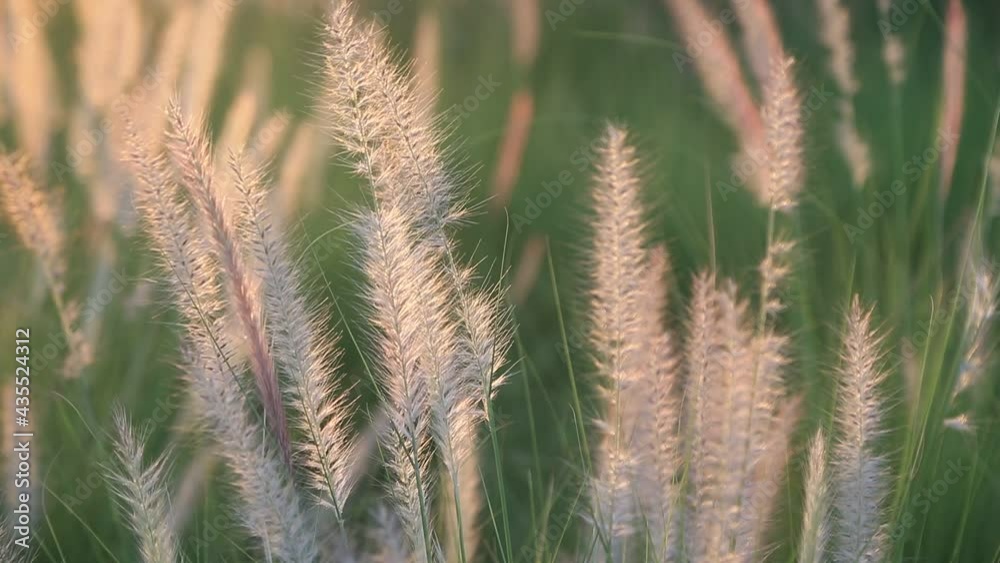 Backlit grass field in the public park in Abu Dhabi swaying in the wind. Natural background at sunset time. Backlit grass field in the public park in Abu Dhabi swaying in the wind. Natural background at sunset time.