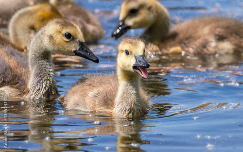Close portrait of goslings swimming in a river © Yan