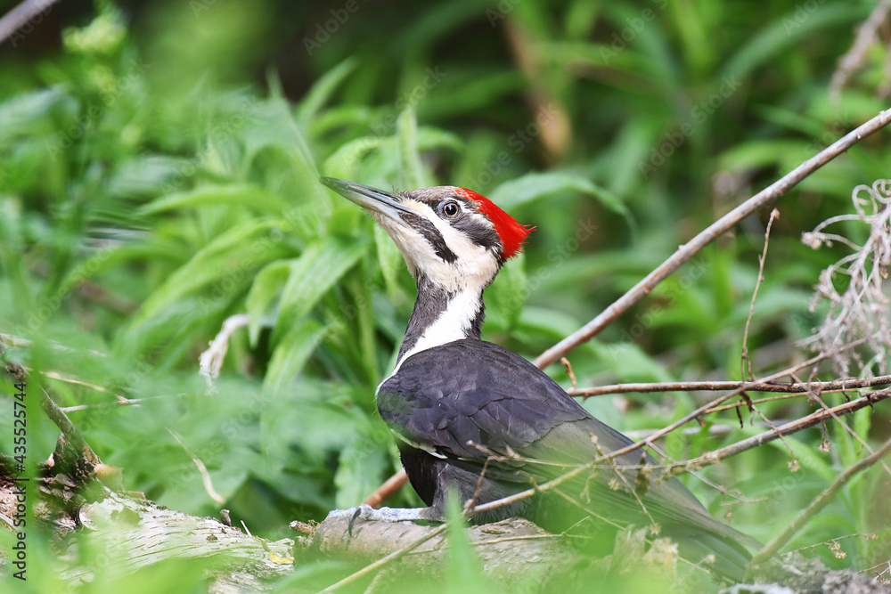 Closeup of a Pileated Woodpecker